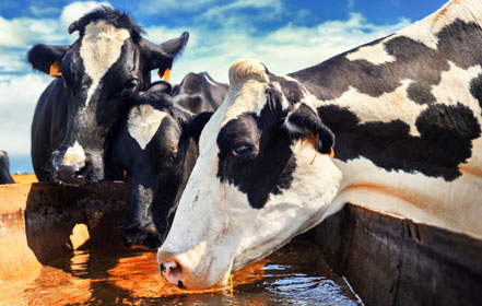 AquaHex hexagonal water applied to livestock