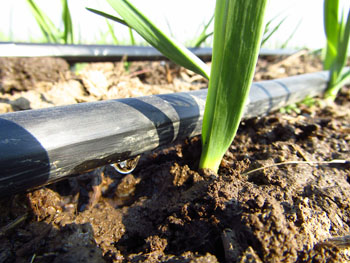 AquaHex hexagonal water applied to drip irrigation agriculture