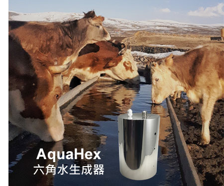 Aquahex hexagonal water applied to livestock