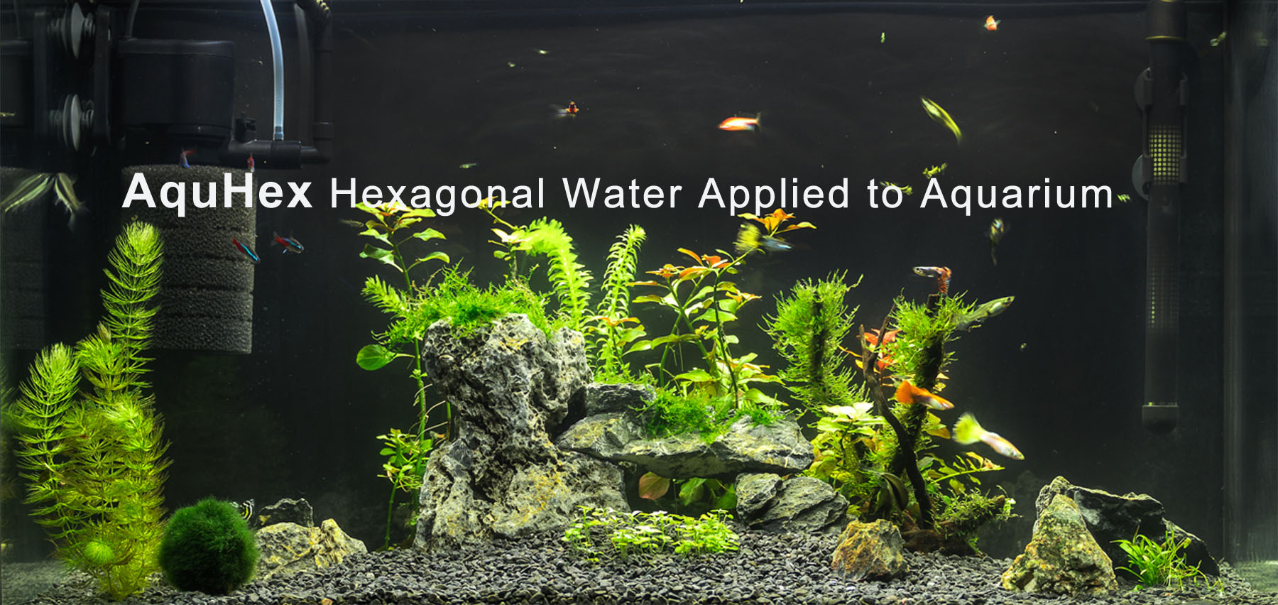 Hexagonal water on Aquarium