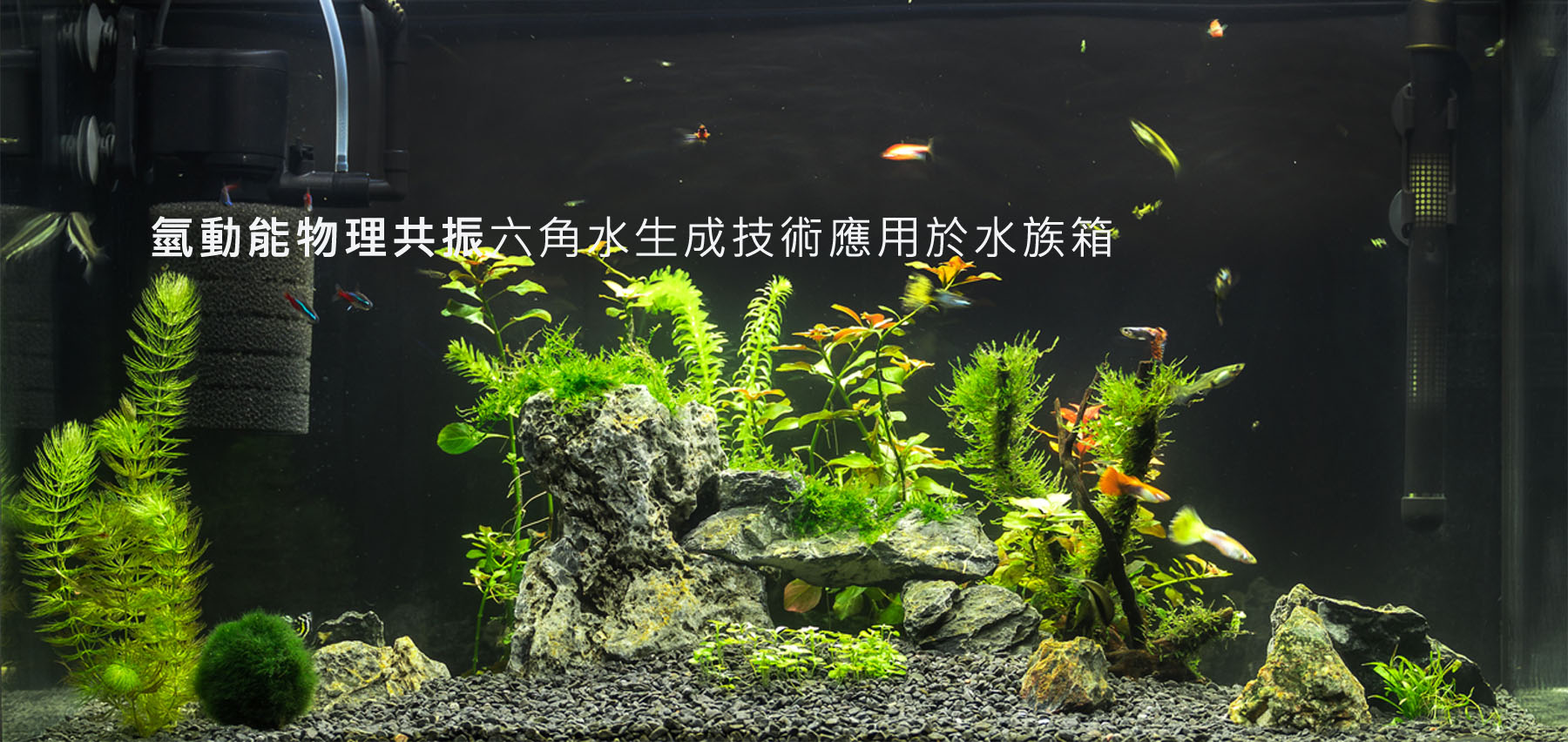 六角水生成技術應用於水族箱